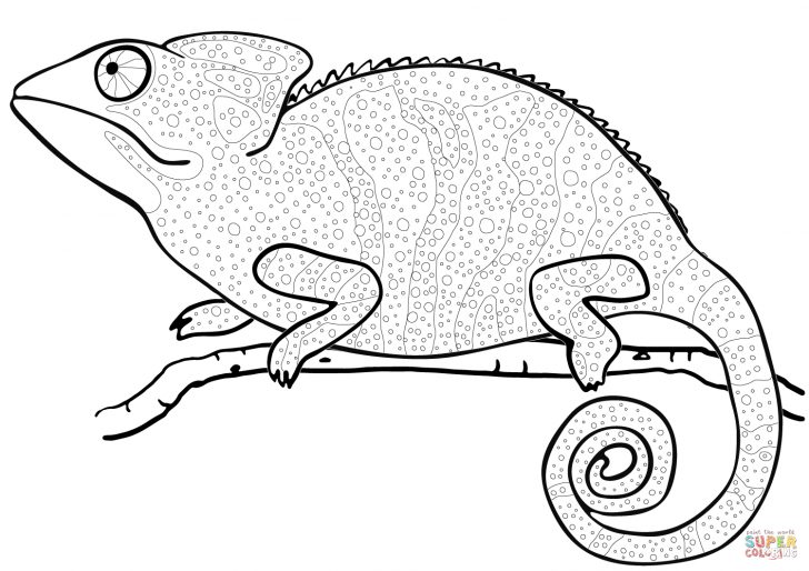 Chameleon Coloring Page Chameleon Coloring Page Free Printable Coloring Pages Chameleon Coloring Page Chameleon Coloring Page Free Printable Coloring Pages