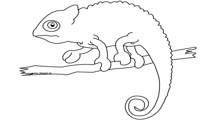 Chameleon Coloring Page Chameleon Coloring Page Free Printable Pages At Bitslice Chameleon Coloring Page Chameleon Coloring Page Free Printable Pages At Bitslice
