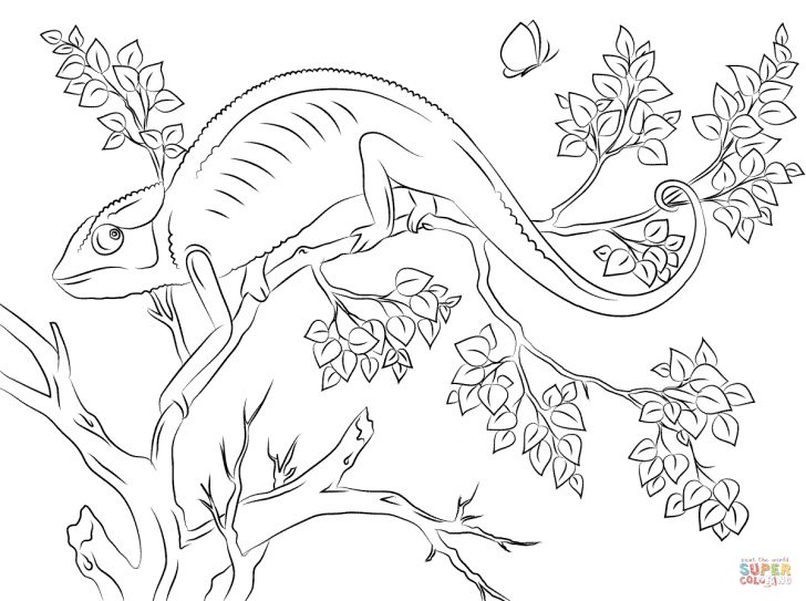 Chameleon Coloring Page Chameleon Coloring Pages Free Coloring Pages Chameleon Coloring Page Chameleon Coloring Pages Free Coloring Pages