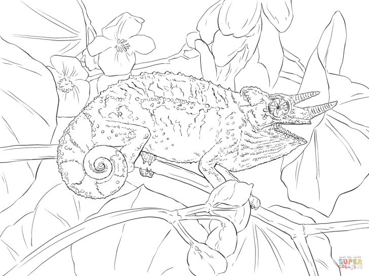 Chameleon Coloring Page Chameleon Coloring Pages Jacksons For Cameleon 1200900 Attachment Chameleon Coloring Page Chameleon Coloring Pages Jacksons For Cameleon 1200900 Attachment