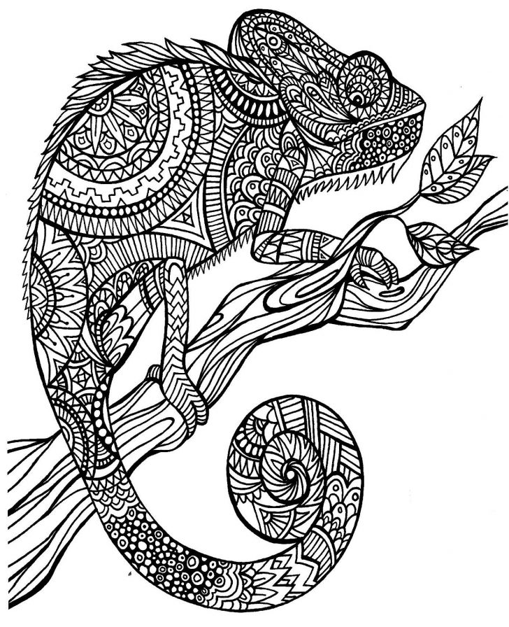 Chameleon Coloring Page Eric Carle Chameleon Coloring Page Chameleon Coloring Page Eric Carle Chameleon Coloring Page