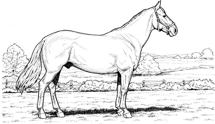 Coloring Pages Horses Free Horse Coloring Pages Coloring Pages Horses Free Horse Coloring Pages