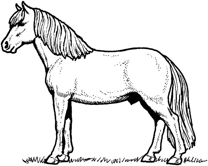Coloring Pages Horses Free Horse Coloring Pages Coloring Pages Horses Free Horse Coloring Pages