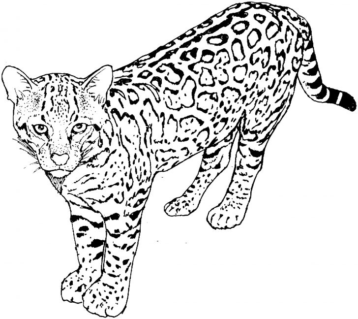 Coloring Pages Of Cats Cat Coloring Pages Cats Coloring Pages Kitten Coloring Pages Coloring Pages Of Cats Cat Coloring Pages Cats Coloring Pages Kitten Coloring Pages