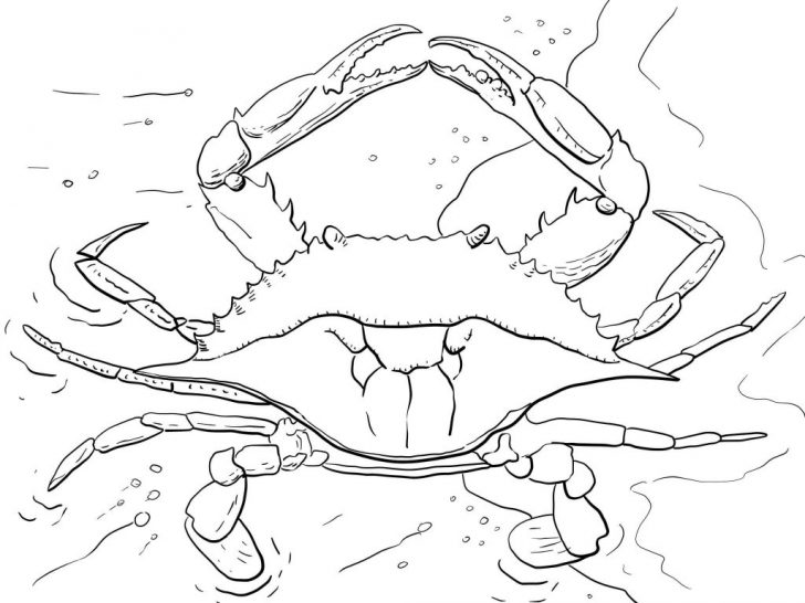 Crab Coloring Pages Crab Coloring Pages For Kids At Getdrawings Free For Personal Crab Coloring Pages Crab Coloring Pages For Kids At Getdrawings Free For Personal