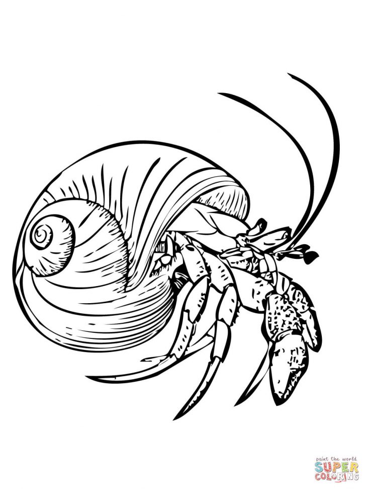 Crab Coloring Pages Crabs Coloring Pages Free Coloring Pages Crab Coloring Pages Crabs Coloring Pages Free Coloring Pages