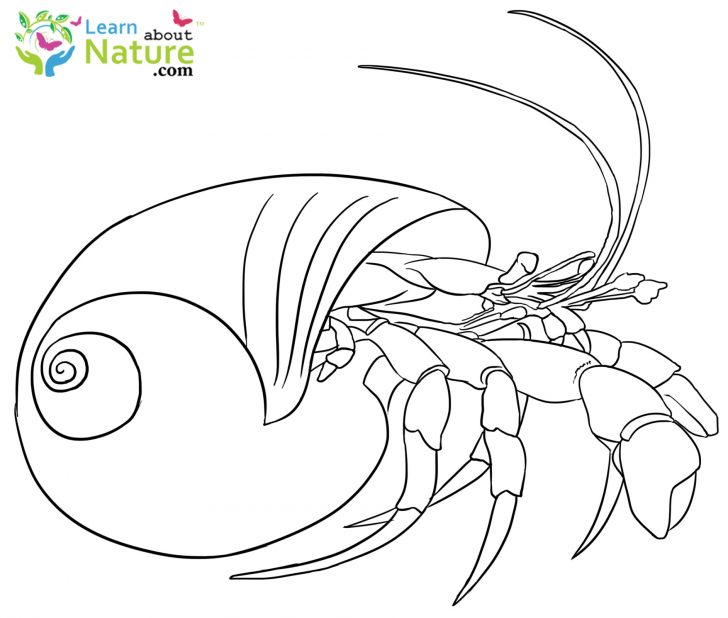 Crab Coloring Pages Hermit Crab Coloring Pages Printable Electrohubclub Crab Coloring Pages Hermit Crab Coloring Pages Printable Electrohubclub