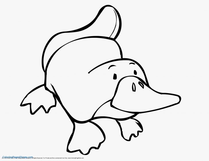 Daisy Duck Coloring Pages Daisy Duck Coloring Pages Daisy Duck Coloring Pages Daisy Duck Coloring Pages