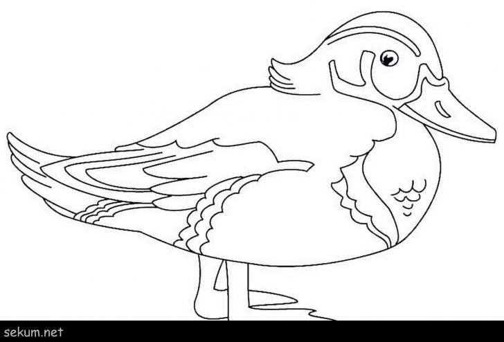 Daisy Duck Coloring Pages Duck Color Page Ducks Coloring Pages How To Draw Ba Duck Coloring Daisy Duck Coloring Pages Duck Color Page Ducks Coloring Pages How To Draw Ba Duck Coloring