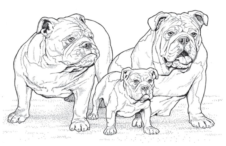 Dog Coloring Pages For Adults Coloring Page Phenomenal Dog Coloring Pages For Adults Dog Coloring Pages For Adults Coloring Page Phenomenal Dog Coloring Pages For Adults