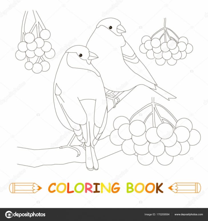 Grass Coloring Page Children Coloring Page Stock Vector Illustration Two Bullfinch Grass Coloring Page Children Coloring Page Stock Vector Illustration Two Bullfinch