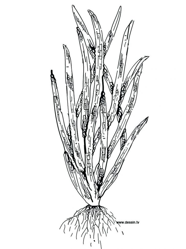 Grass Coloring Page Grass Coloring Page 1 Template Enigmatikco Grass Coloring Page Grass Coloring Page 1 Template Enigmatikco