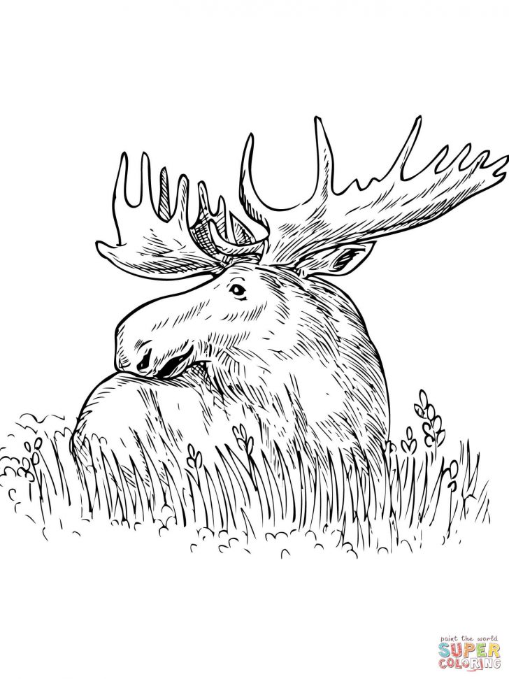 Grass Coloring Page Moose Sitting In A Grass Coloring Page Free Printable Coloring Pages Grass Coloring Page Moose Sitting In A Grass Coloring Page Free Printable Coloring Pages