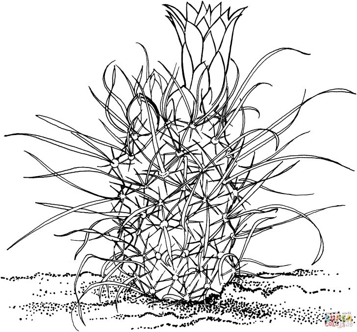 Grass Coloring Page Toumeya Papyracantha Or Gramma Grass Cactus Coloring Page Free Grass Coloring Page Toumeya Papyracantha Or Gramma Grass Cactus Coloring Page Free