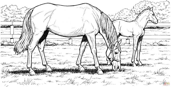 Horse Coloring Page Coloring Pages Printable Coloring Pages For Kids Horse Fence Horse Coloring Page Coloring Pages Printable Coloring Pages For Kids Horse Fence