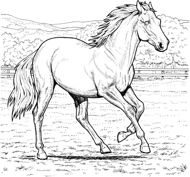 Horse Coloring Page Free Horse Coloring Pages Horse Coloring Page Free Horse Coloring Pages