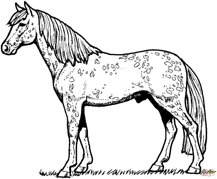 Horse Coloring Page Horses Coloring Pages Free Coloring Pages Horse Coloring Page Horses Coloring Pages Free Coloring Pages