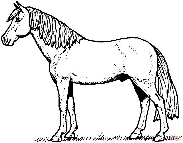 Horse Coloring Page Horses Coloring Pages Free Coloring Pages Horse Coloring Page Horses Coloring Pages Free Coloring Pages