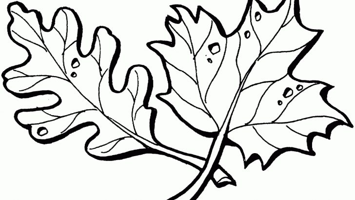 Leaf Coloring Page Canadian Maple Leaf Colouring Page Toronto Leafs Coloring Pages Free Leaf Coloring Page Canadian Maple Leaf Colouring Page Toronto Leafs Coloring Pages Free