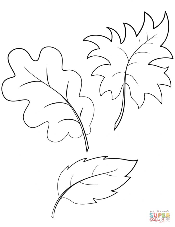 Leaf Coloring Page Fall Autumn Leaves Coloring Page Free Printable Coloring Pages Leaf Coloring Page Fall Autumn Leaves Coloring Page Free Printable Coloring Pages