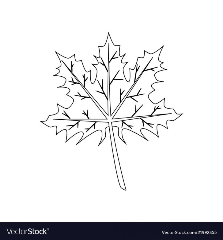 Leaf Coloring Page Maple Leaf Coloring Page Royalty Free Vector Image Leaf Coloring Page Maple Leaf Coloring Page Royalty Free Vector Image