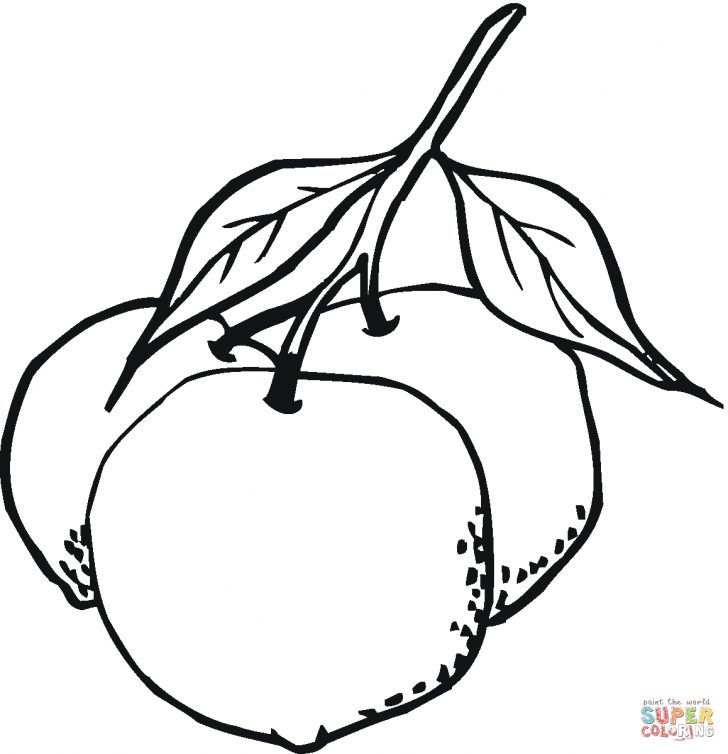 Orange Coloring Page Oranges Coloring Pages Free Coloring Pages Orange Coloring Page Oranges Coloring Pages Free Coloring Pages