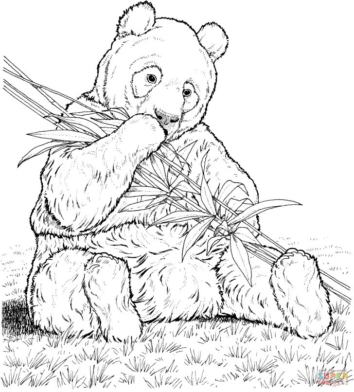 Panda Bear Coloring Pages Panda Eat Bamboo Coloring Page Free Printable Coloring Pages Panda Bear Coloring Pages Panda Eat Bamboo Coloring Page Free Printable Coloring Pages