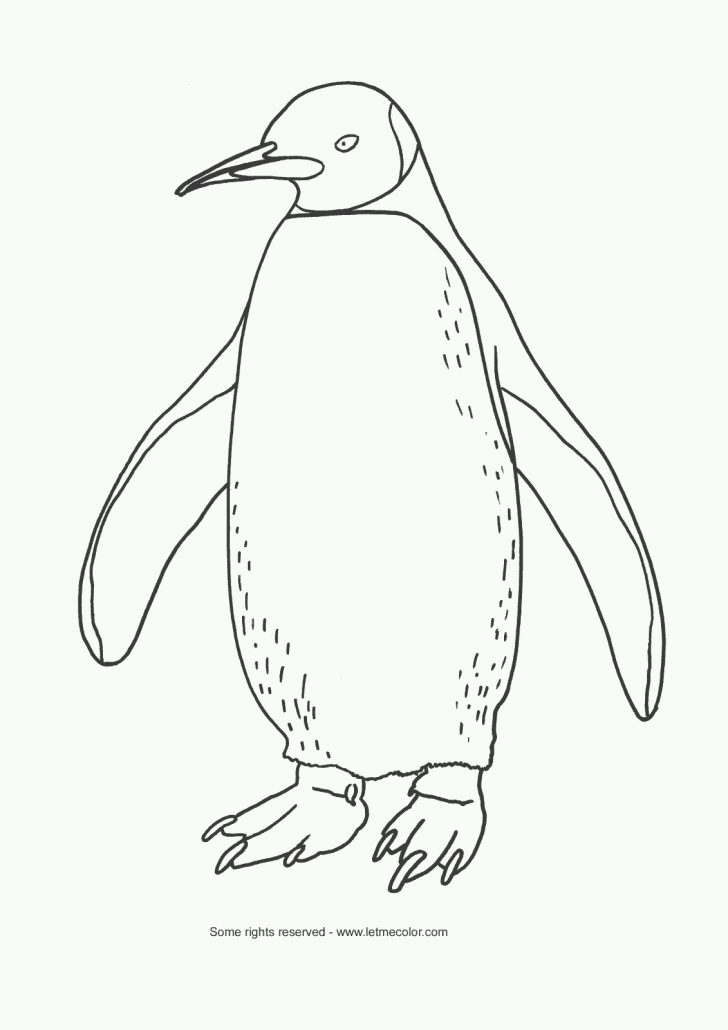 Penguin Coloring Page Penguin Coloring Page Letmecolor Penguin Coloring Page Penguin Coloring Page Letmecolor