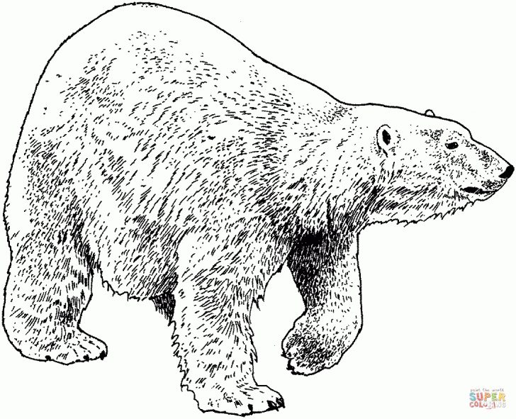 Polar Bear Coloring Pages Free Printable Polar Bear Coloring Pages For Kids Awesome 15 Unique Polar Bear Coloring Pages Free Printable Polar Bear Coloring Pages For Kids Awesome 15 Unique