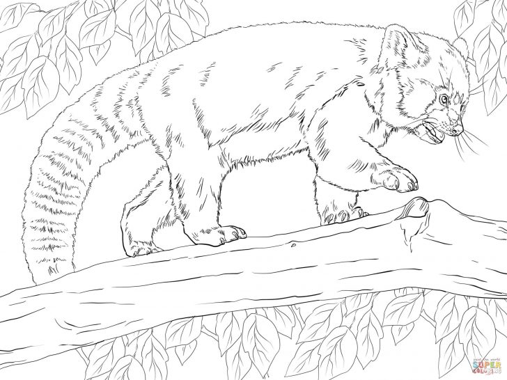 Red Panda Coloring Page Realistic Red Panda Coloring Page Free Printable Coloring Pages Red Panda Coloring Page Realistic Red Panda Coloring Page Free Printable Coloring Pages