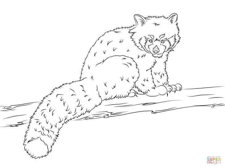 Red Panda Coloring Page Red Panda Coloring Pages Free Coloring Pages Red Panda Coloring Page Red Panda Coloring Pages Free Coloring Pages