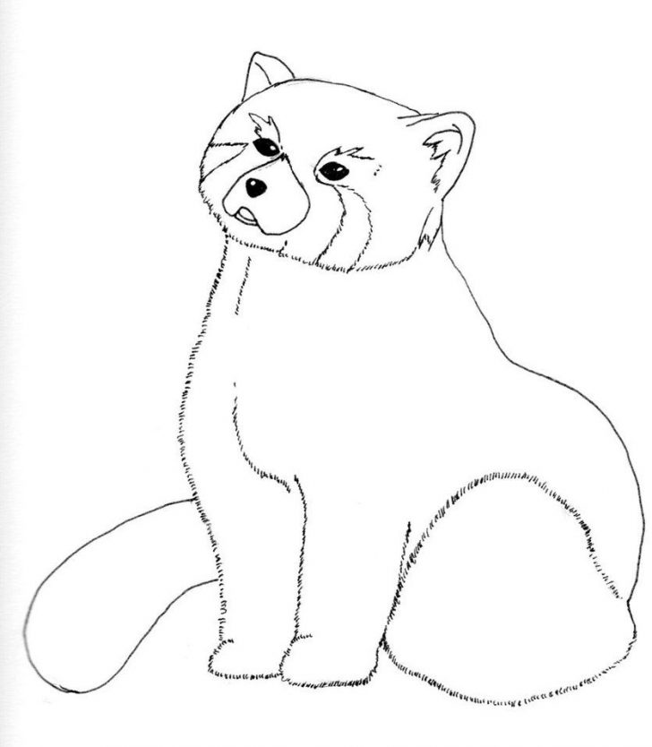 Red Panda Coloring Page Top Red Panda Coloring Pages Ideas For You 29957 Coloring Page Red Panda Coloring Page Top Red Panda Coloring Pages Ideas For You 29957 Coloring Page