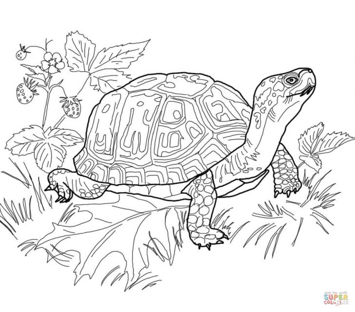 Turtle Coloring Pages Eastern Box Turtle Coloring Page Free Printable Coloring Pages Turtle Coloring Pages Eastern Box Turtle Coloring Page Free Printable Coloring Pages