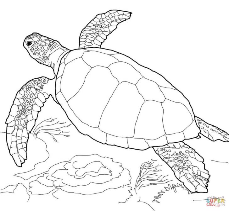 Turtle Coloring Pages Turtles Coloring Pages Free Coloring Pages Turtle Coloring Pages Turtles Coloring Pages Free Coloring Pages