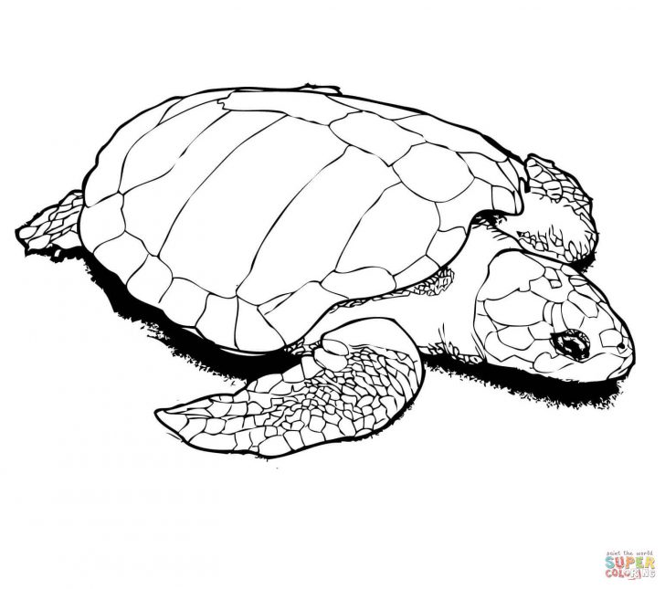 Turtle Coloring Pages Turtles Coloring Pages Free Coloring Pages Turtle Coloring Pages Turtles Coloring Pages Free Coloring Pages