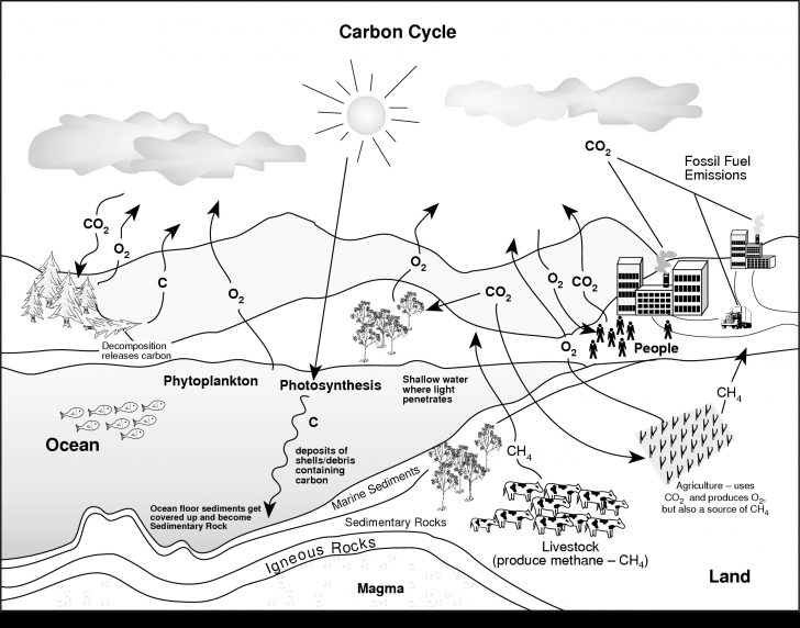 Water Cycle Coloring Page Water Cycle Coloring Page Valid Diagram Worksheet Of 8 Water Cycle Coloring Page Water Cycle Coloring Page Valid Diagram Worksheet Of 8