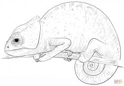 Chameleon Coloring Page Chameleon Coloring Page Free Printable Coloring Pages