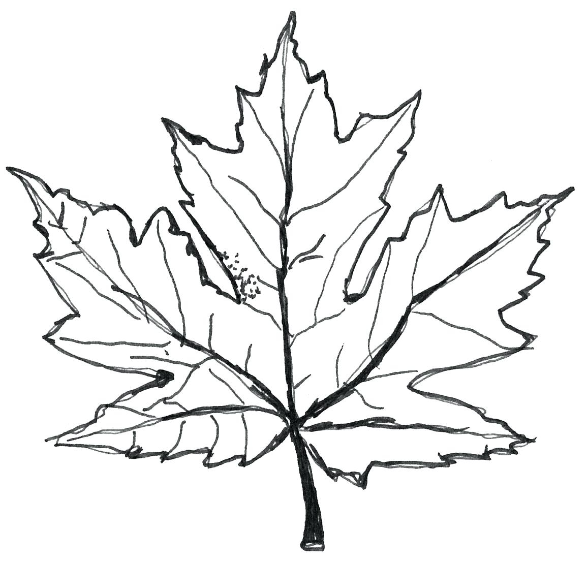 Leaf Coloring Page Maple Leaf Coloring Page Neuhne - entitlementtrap.com