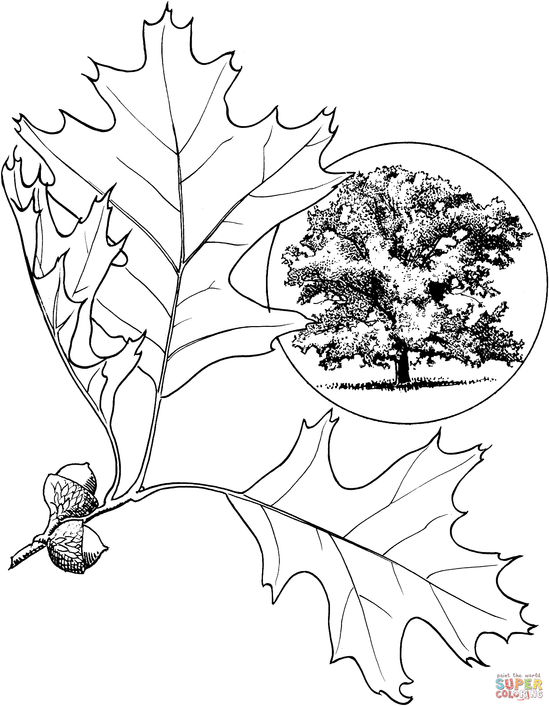 27+ Inspiration Picture of Leaf Coloring Page - entitlementtrap.com