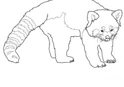 Red Panda Coloring Page Red Panda Coloring Pages Free Coloring Pages